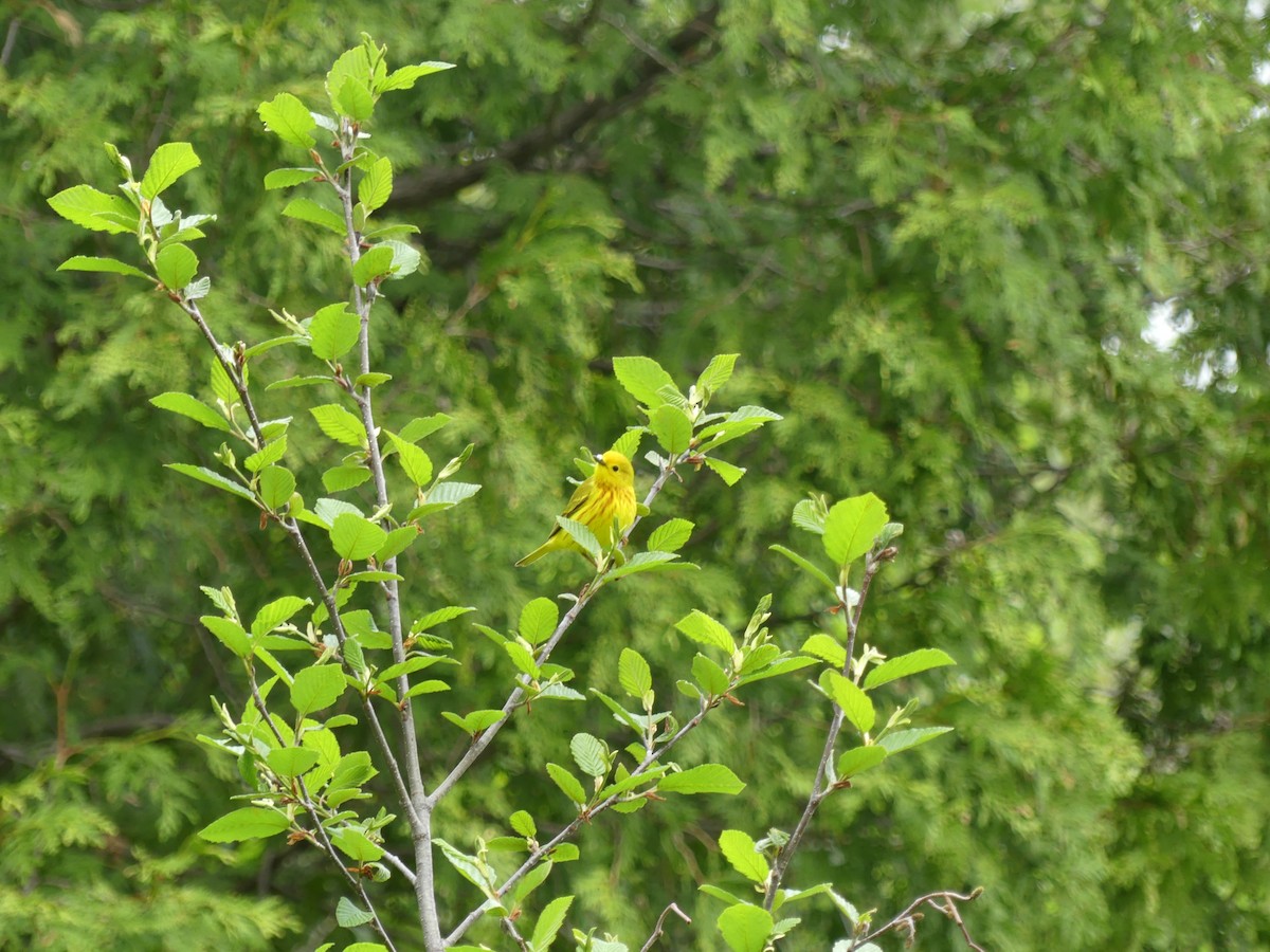 Yellow Warbler - Jacynthe Fortin