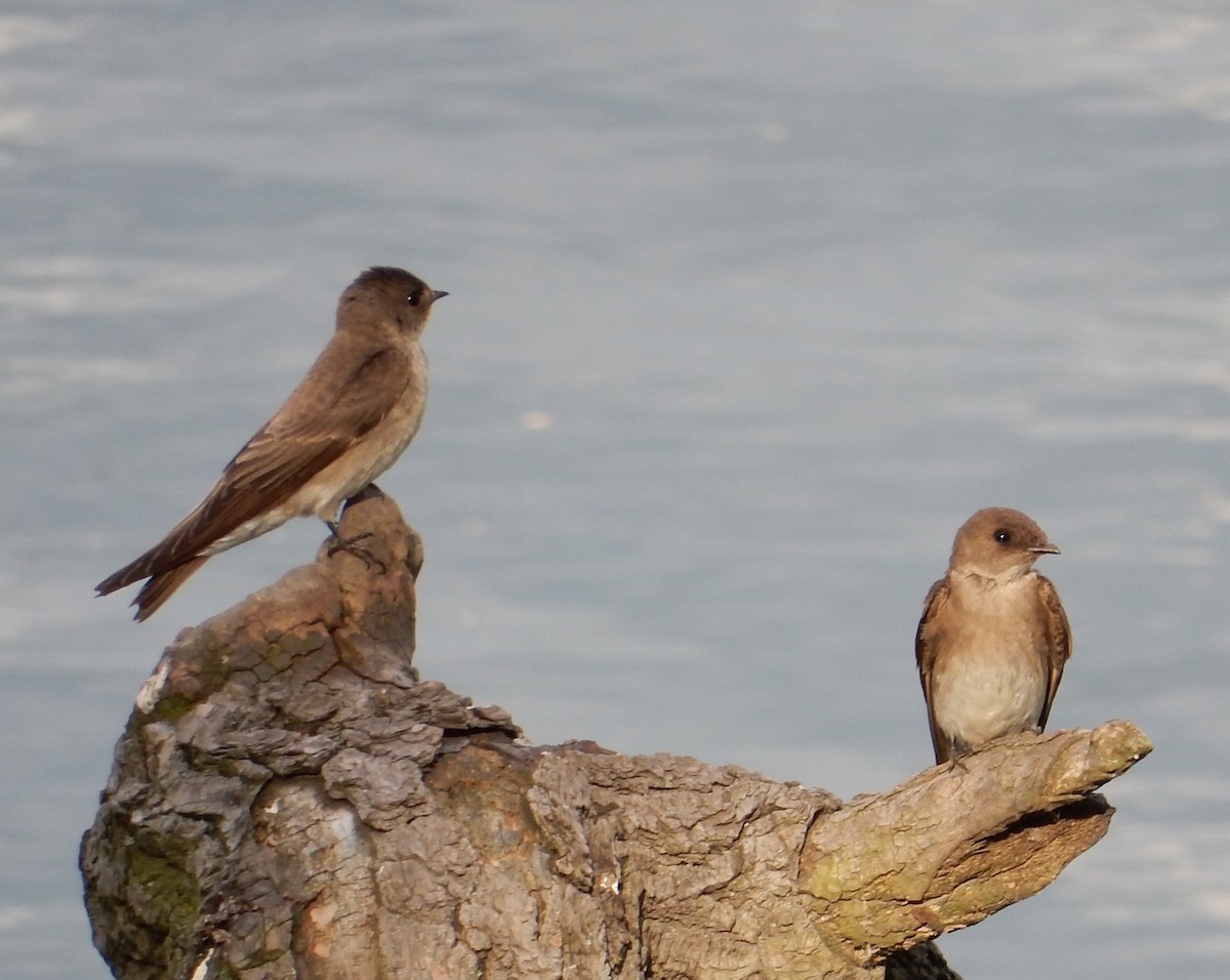 Northern Rough-winged Swallow - Peter Paul