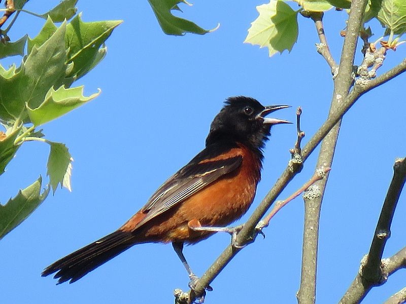 Orchard Oriole - Tracy The Birder