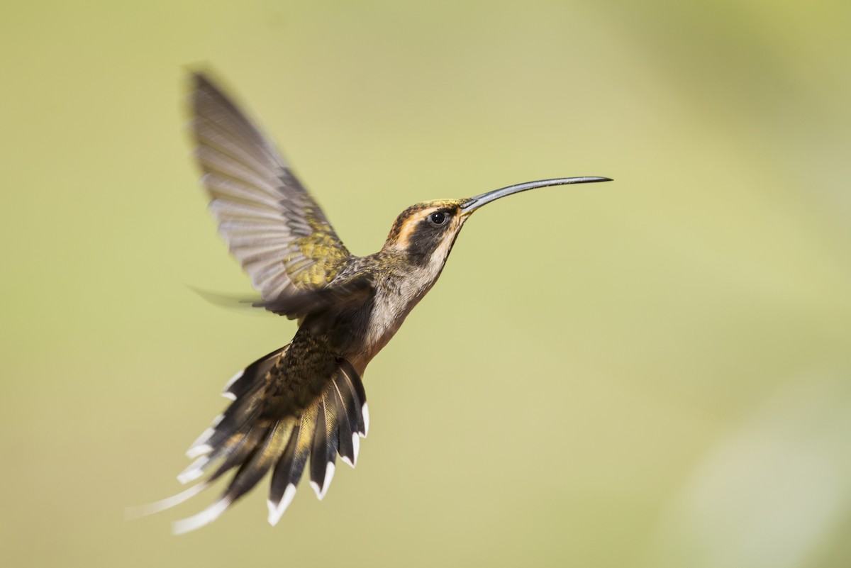 Scale-throated Hermit - ML103412881
