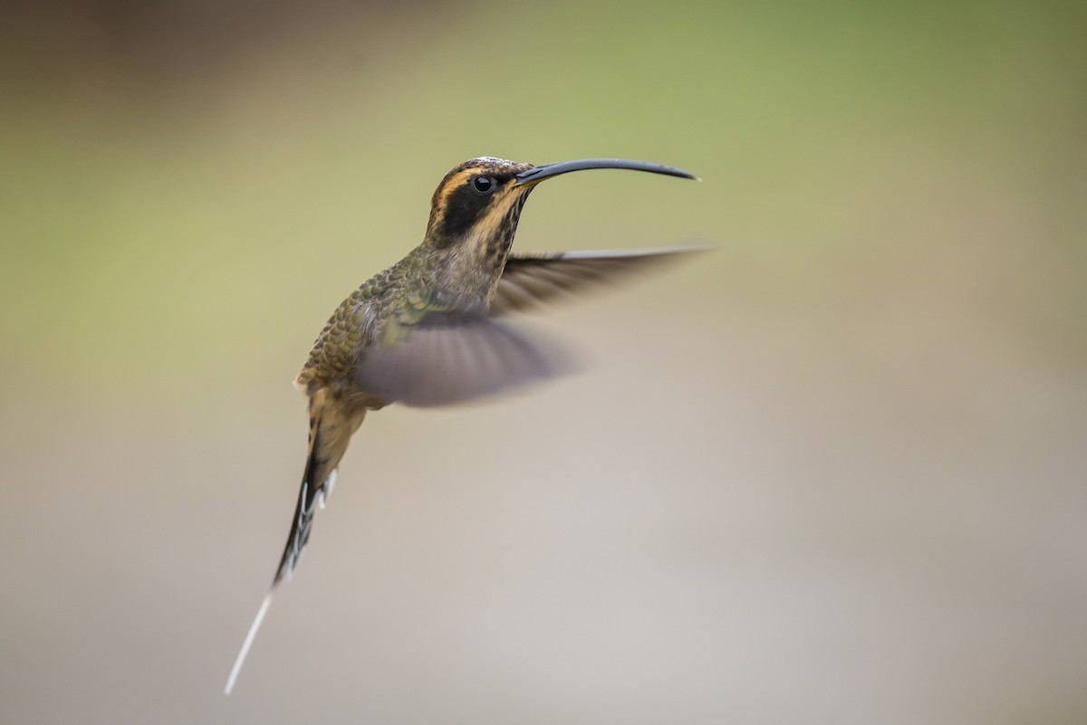 Чешуегорлый колибри-отшельник - ML103412931