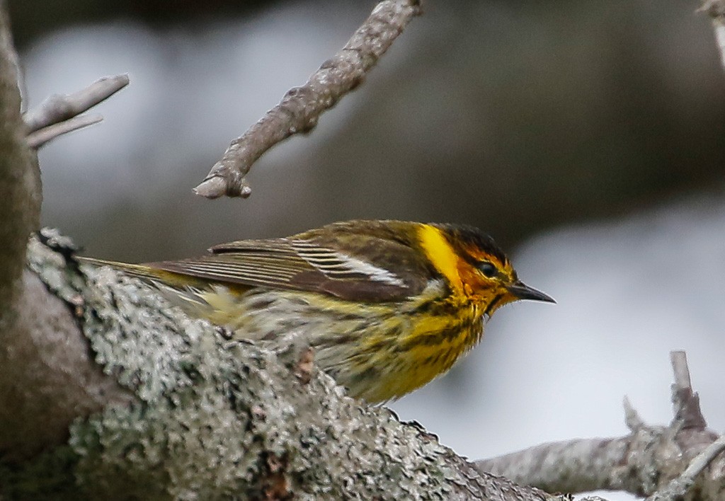 Cape May Warbler - ML103413561