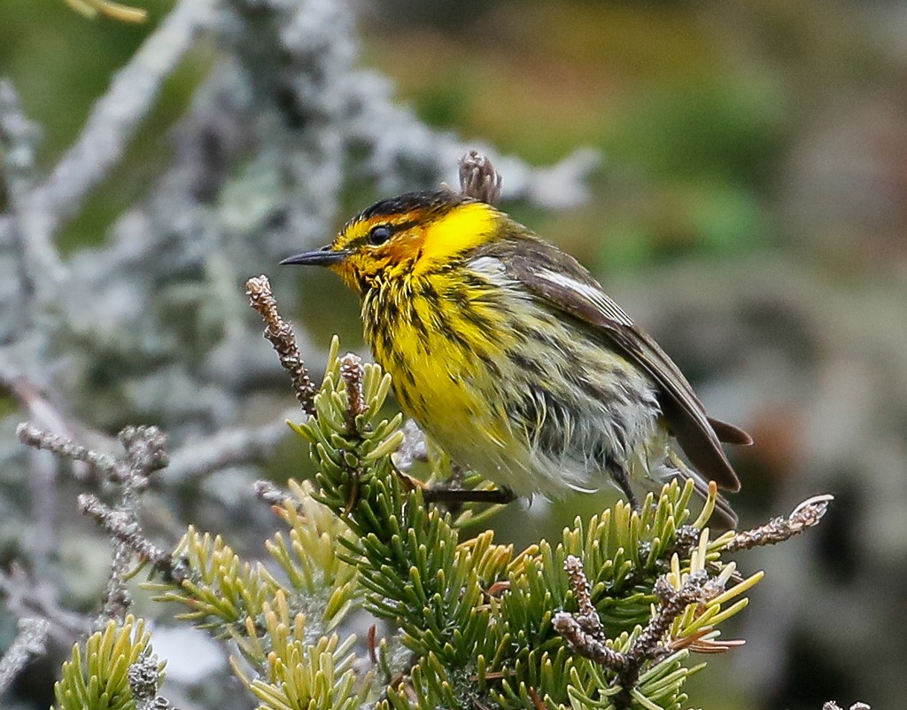 Cape May Warbler - ML103413601