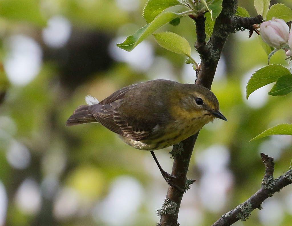 Cape May Warbler - ML103413631