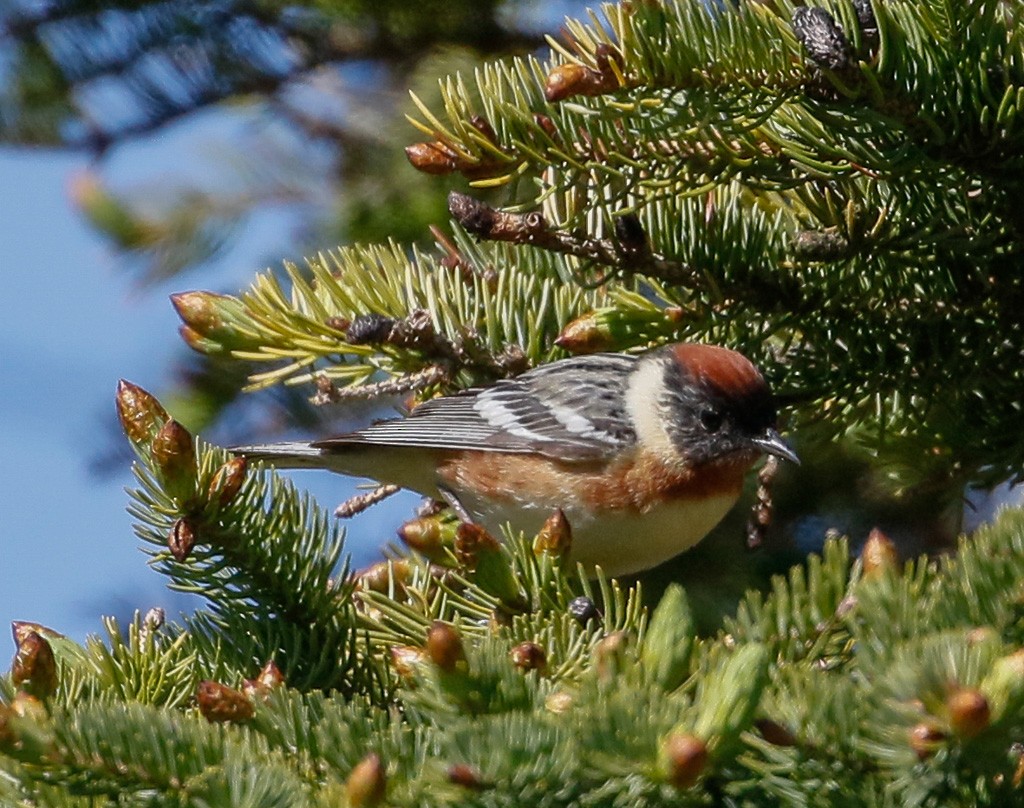 Bay-breasted Warbler - ML103413781