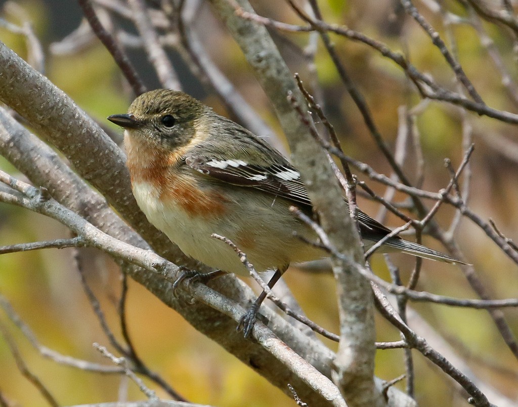 Bay-breasted Warbler - ML103413811