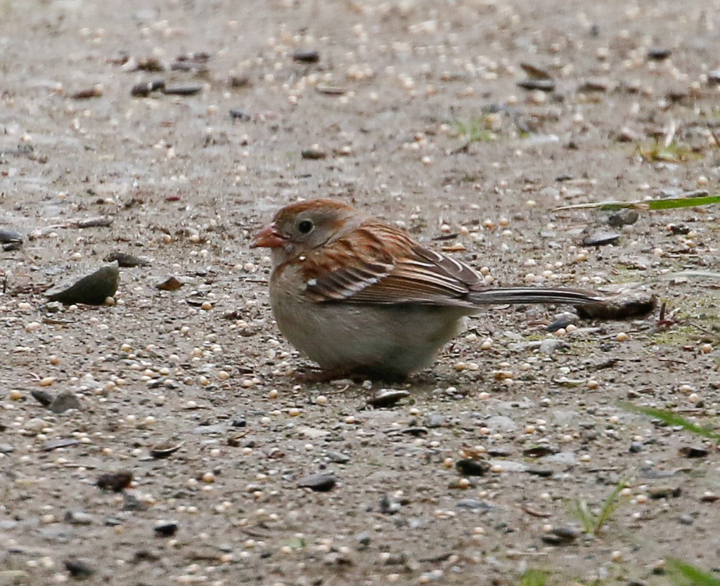 Field Sparrow - ML103414191