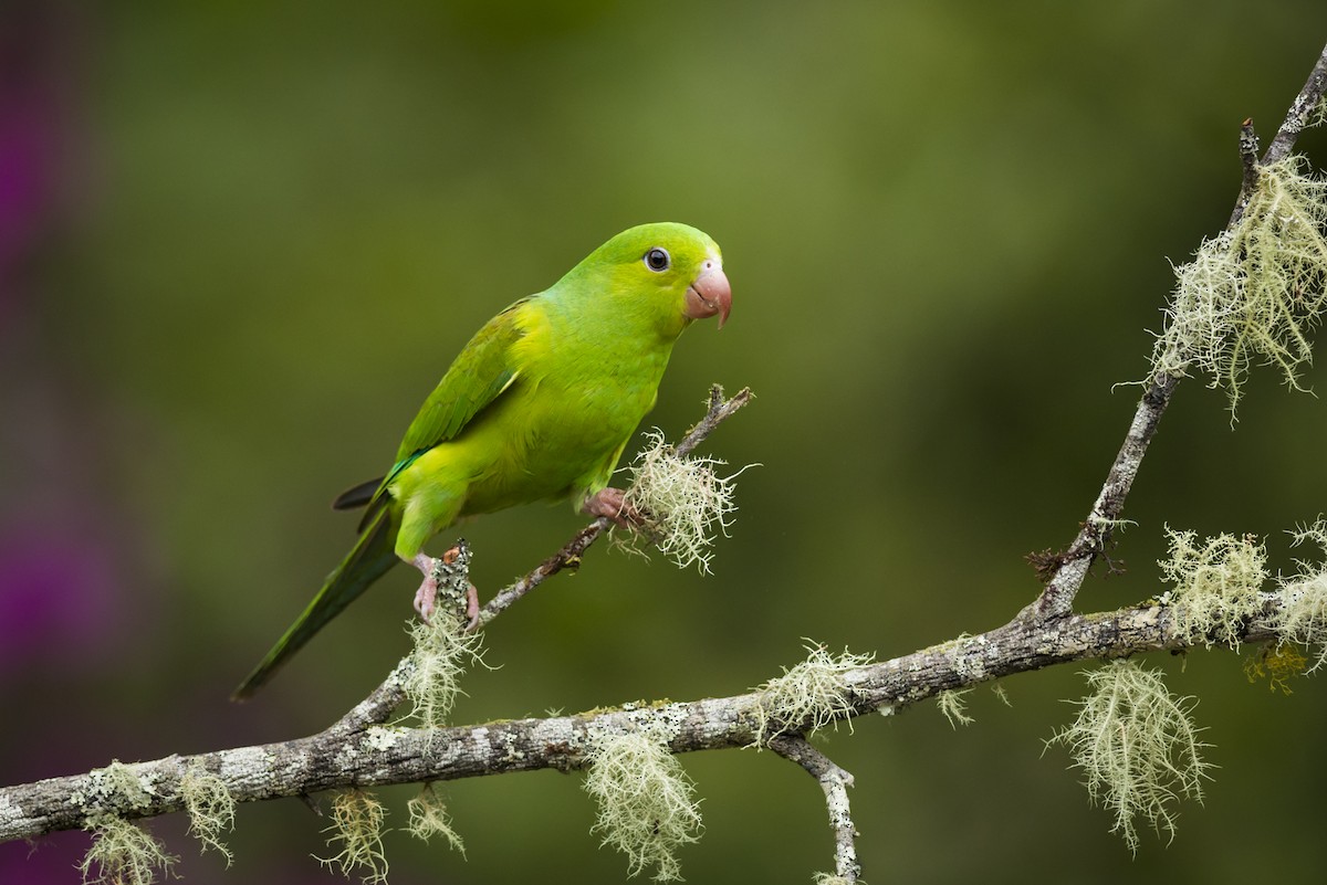 Plain Parakeet - Claudia Brasileiro