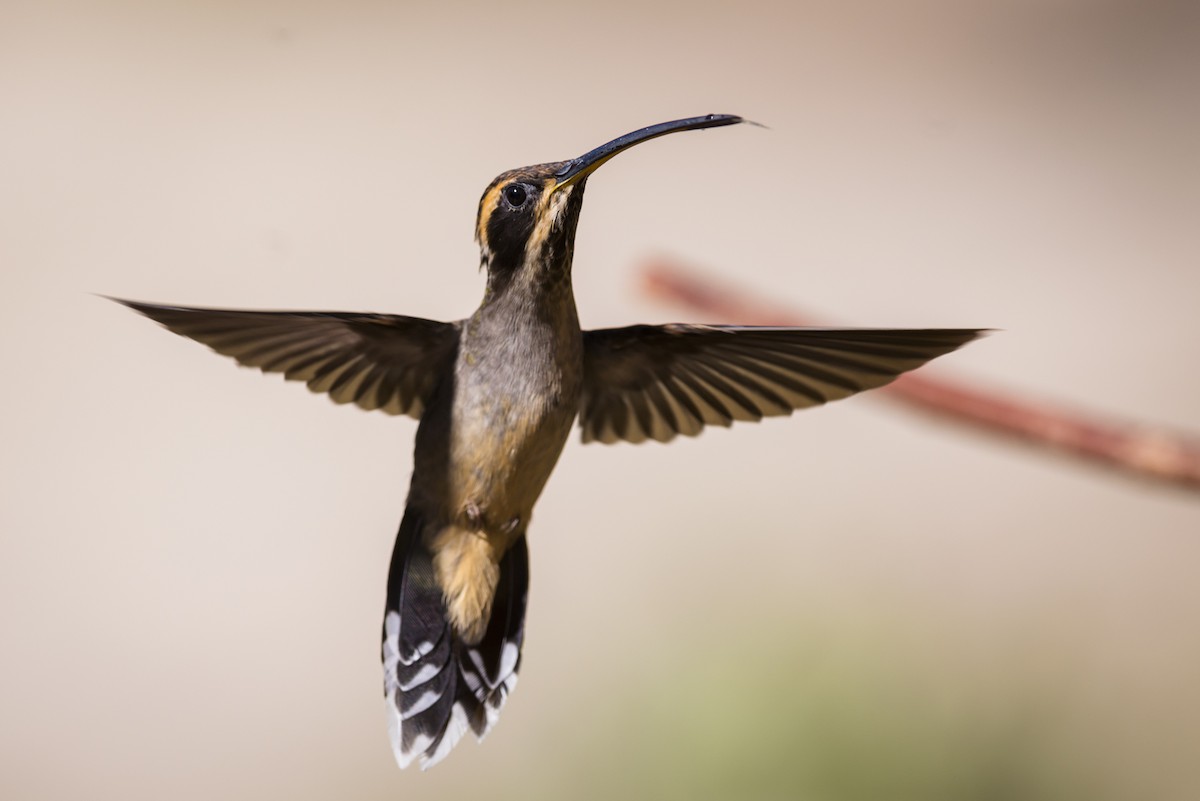 Scale-throated Hermit - ML103415221