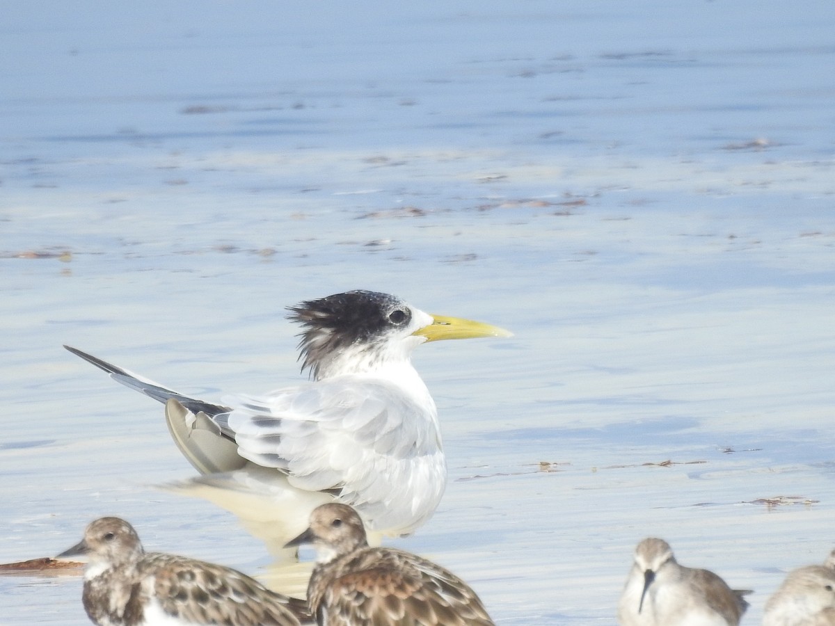Great Crested Tern - ML103415521