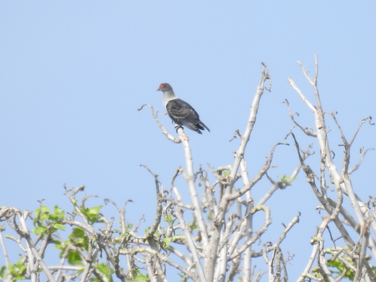 Seychelles Blue-Pigeon - ML103415801