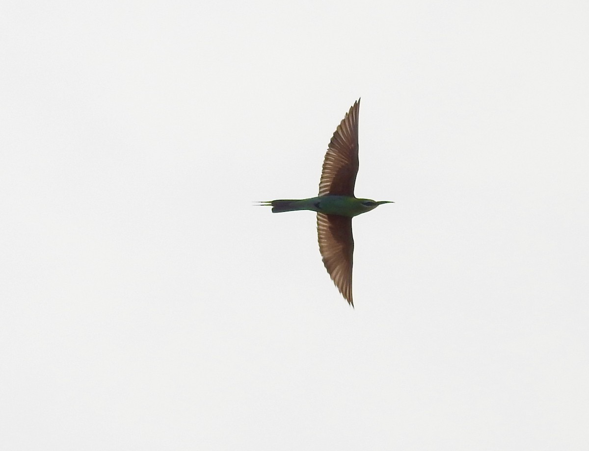 Blue-cheeked Bee-eater - ML103416191