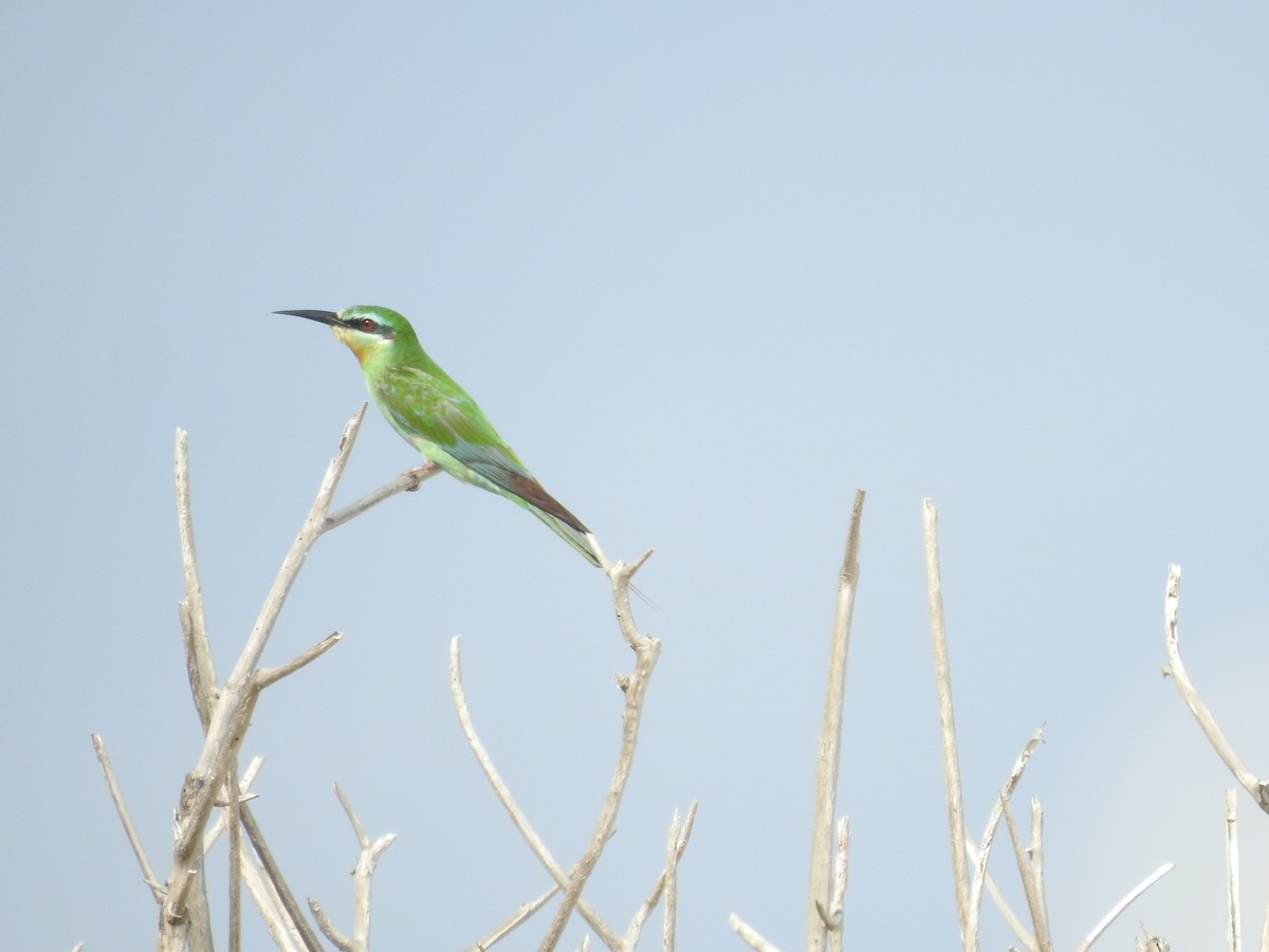 Blue-cheeked Bee-eater - Tammy Knuth