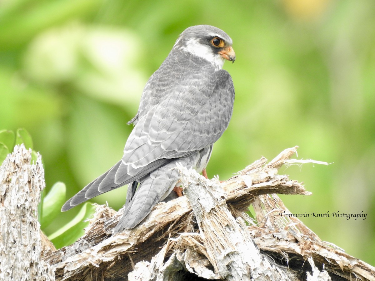 Amur Falcon - Tammy Knuth