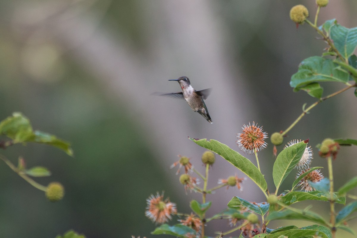 Ruby-throated Hummingbird - Charlene Fortner