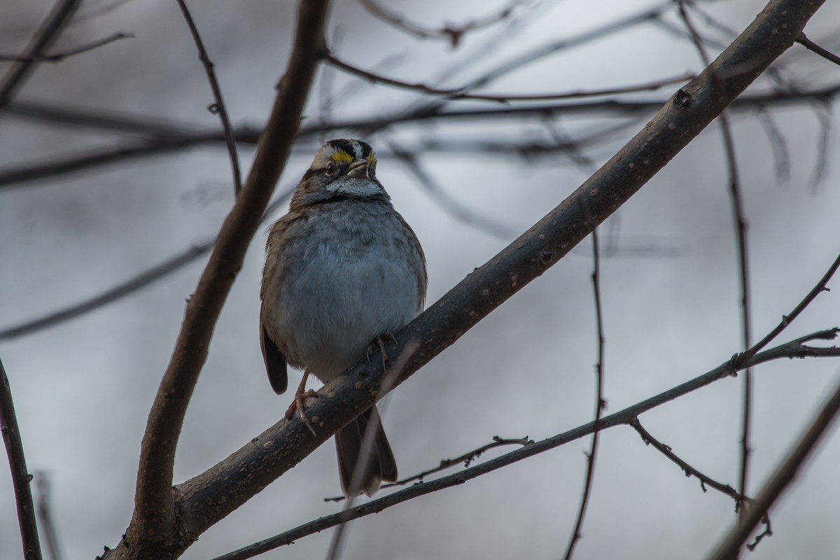 White-throated Sparrow - Charlene Fortner
