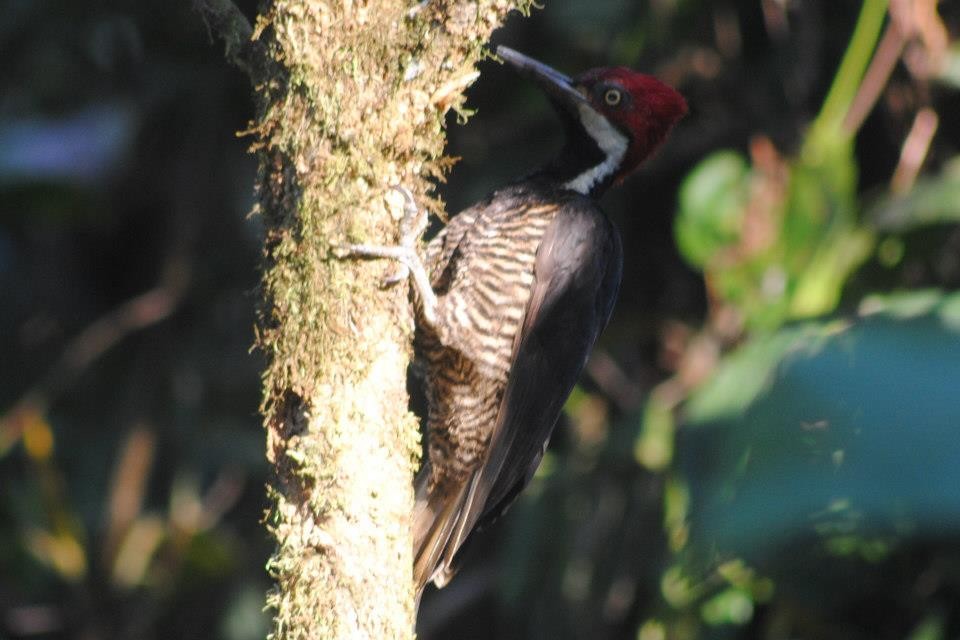 Guayaquil Woodpecker - ML103423791