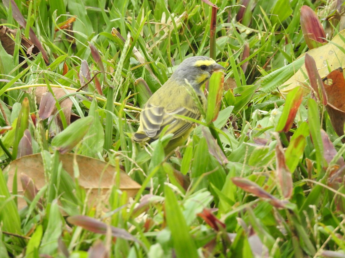 Yellow-fronted Canary - Tim Burr