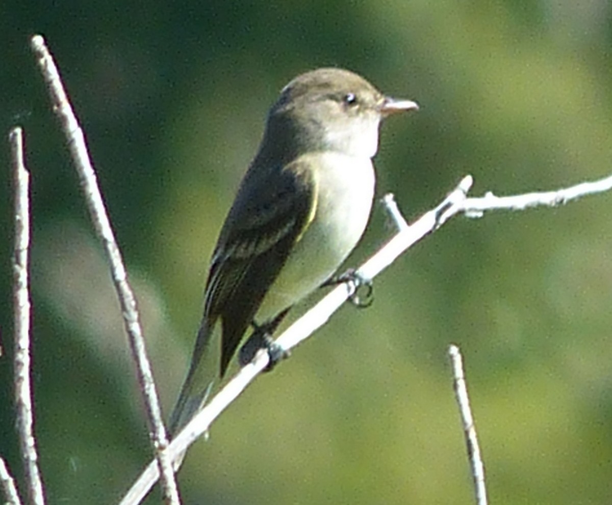 Willow Flycatcher - Andy Frank