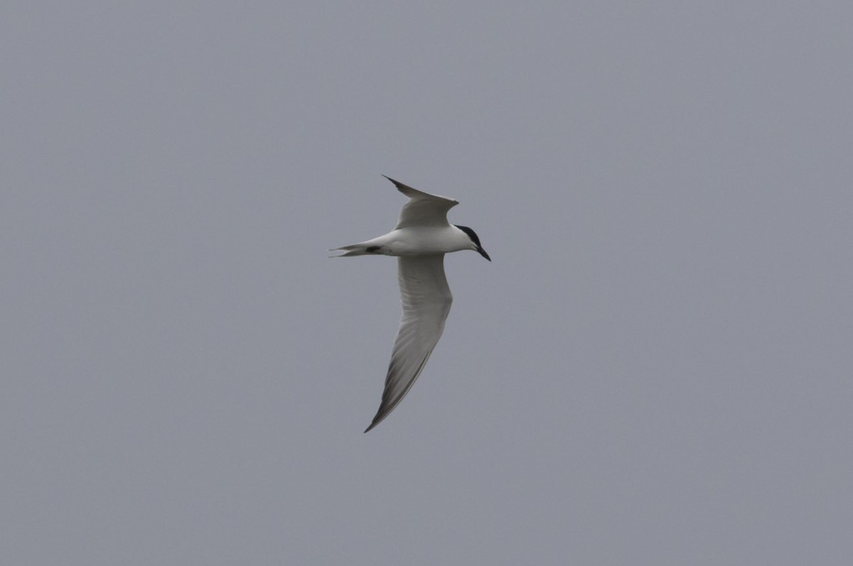Gull-billed Tern - Michael Todd