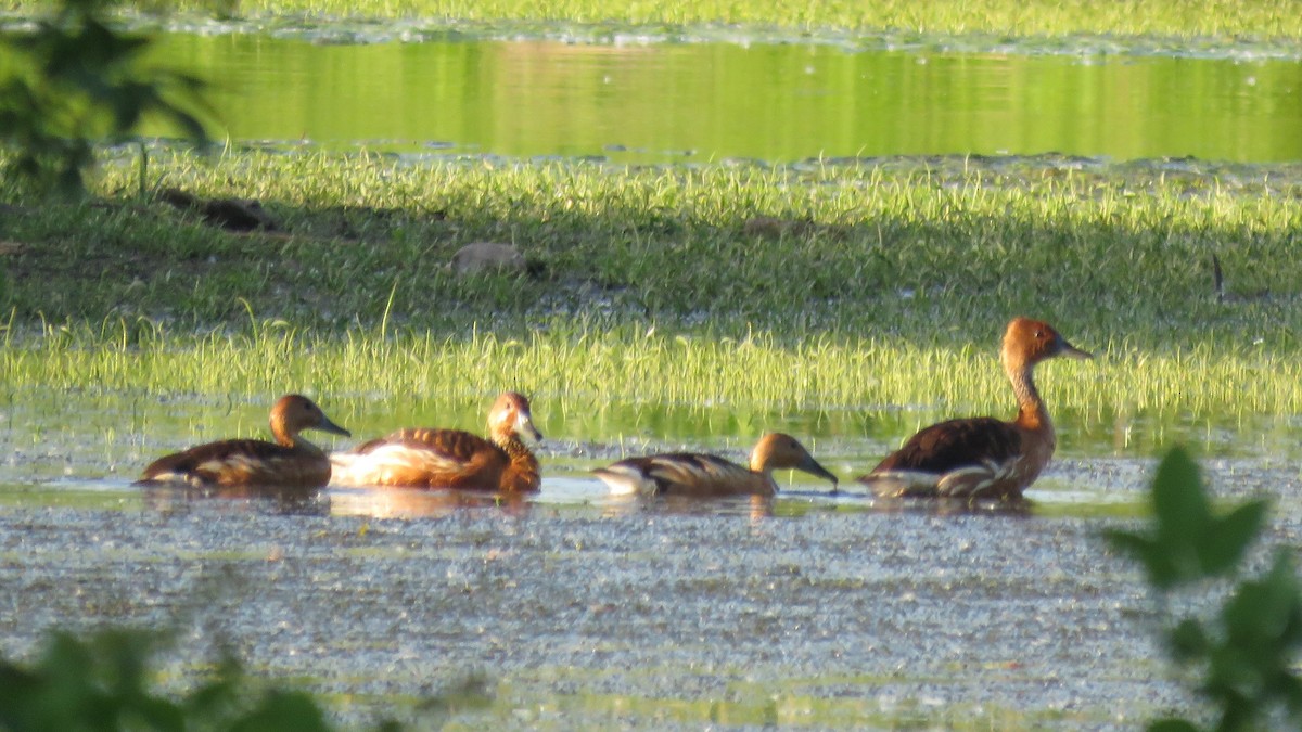 Fulvous Whistling-Duck - Michael Willison