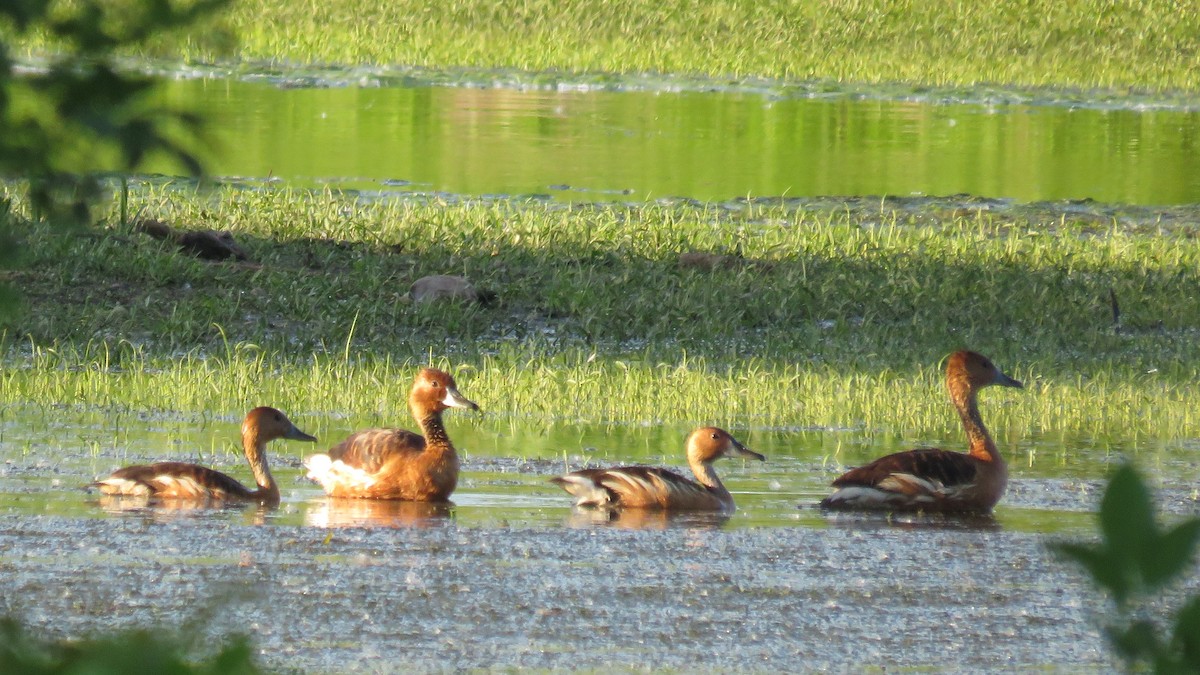 Fulvous Whistling-Duck - Michael Willison