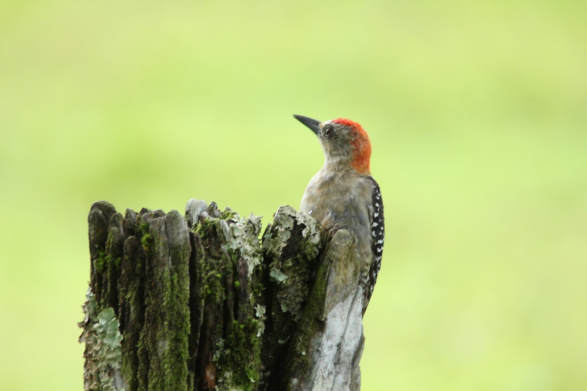 Red-crowned Woodpecker - kenneth reyes