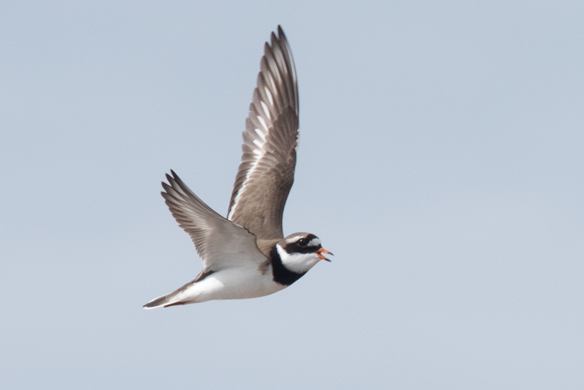Common Ringed Plover - Aaron Lang