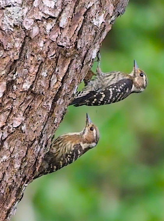 Japanese Pygmy Woodpecker - ML103438061