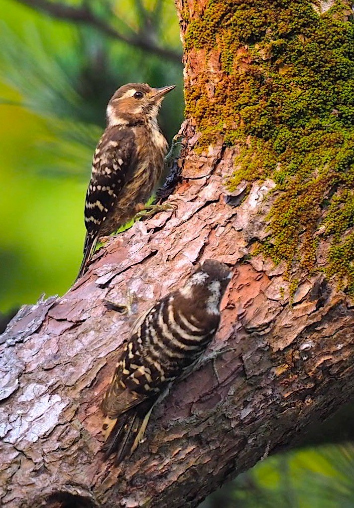 Japanese Pygmy Woodpecker - ML103438071