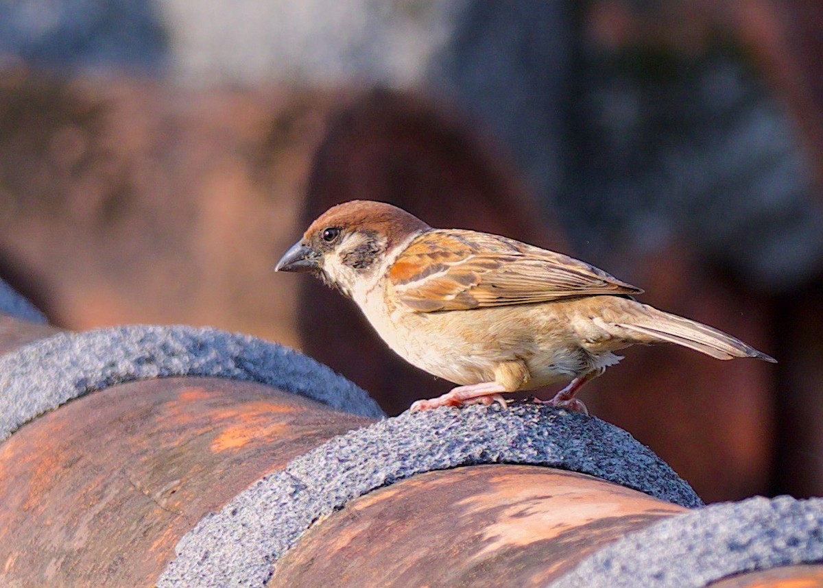 Eurasian Tree Sparrow - ML103438131