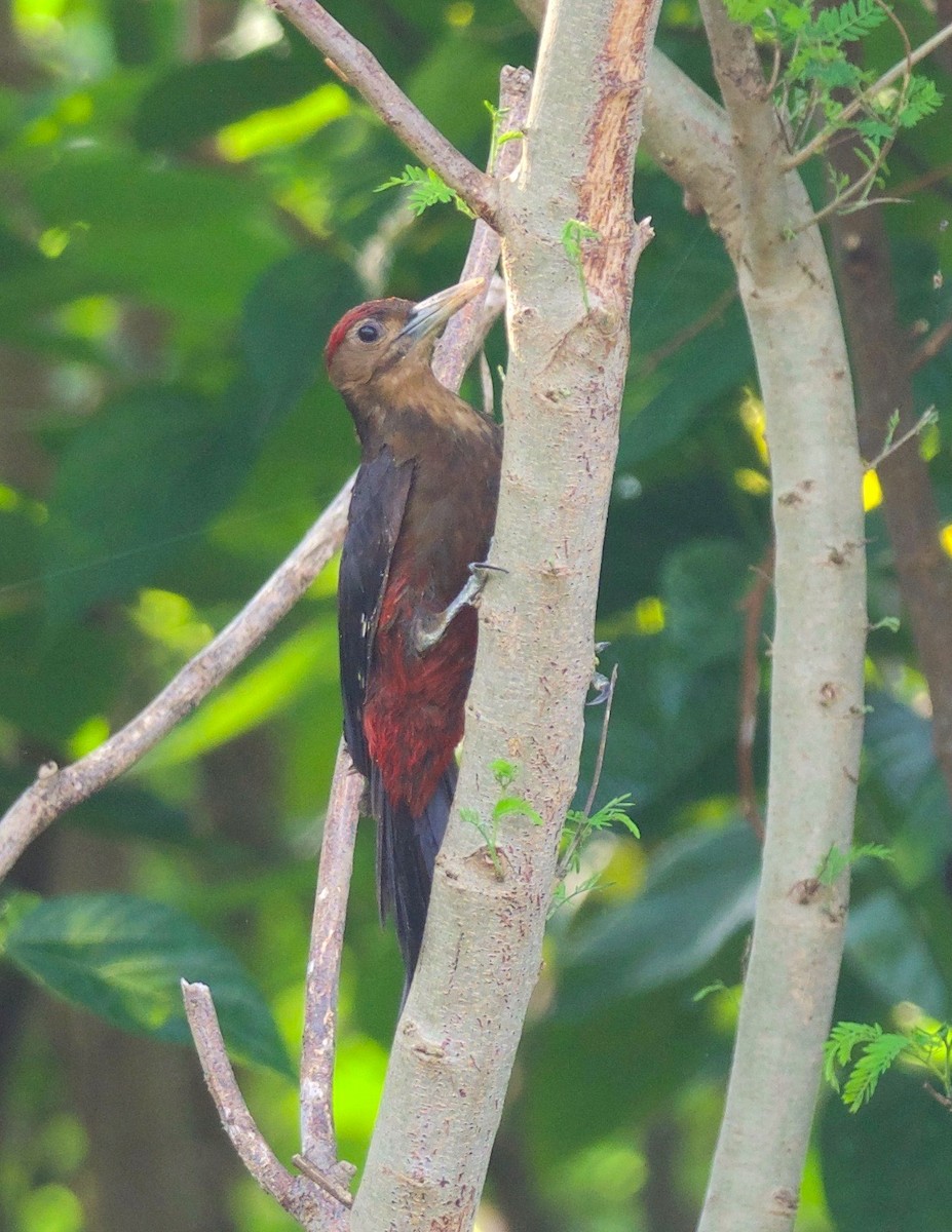 Okinawa Woodpecker - ML103438171