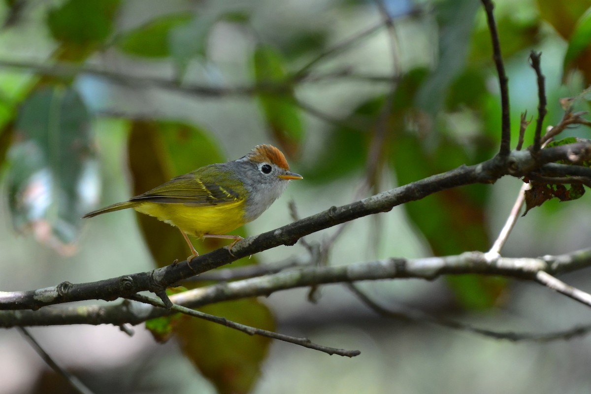 Chestnut-crowned Warbler - Chun-Chieh Liao