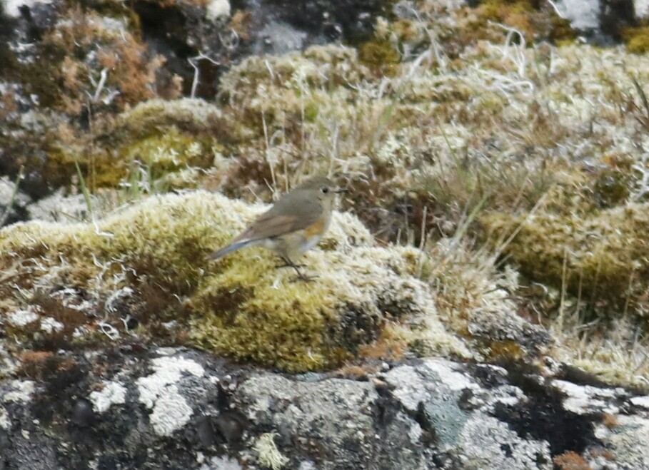 Red-flanked Bluetail - ML103440771