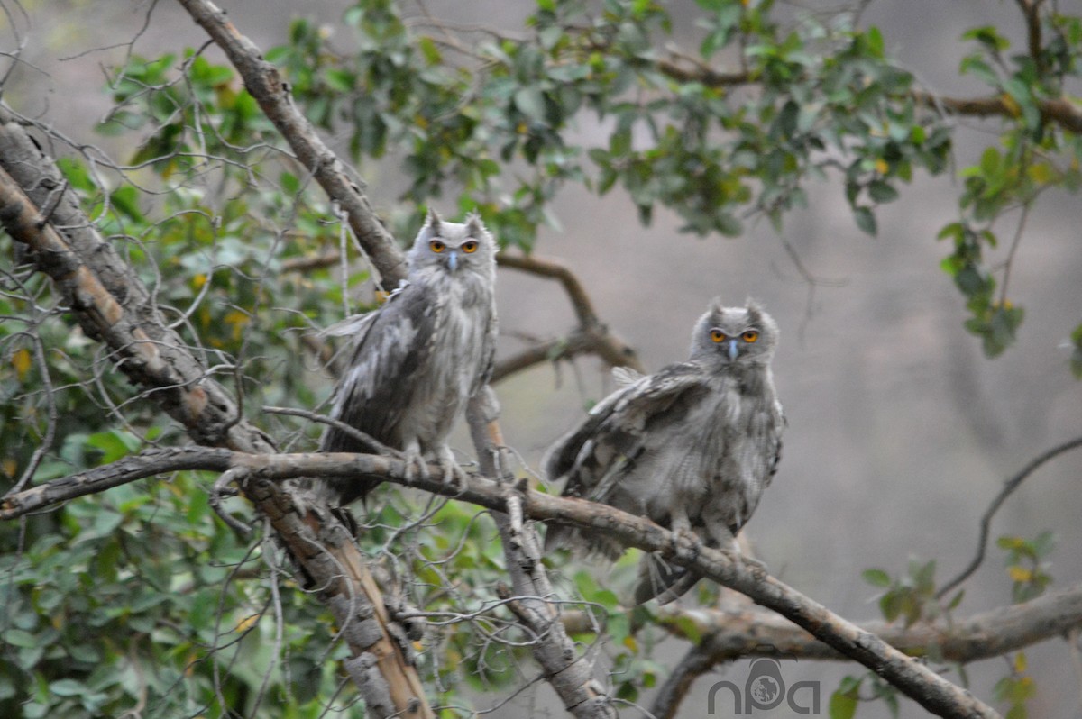 Dusky Eagle-Owl - Mittal Gala