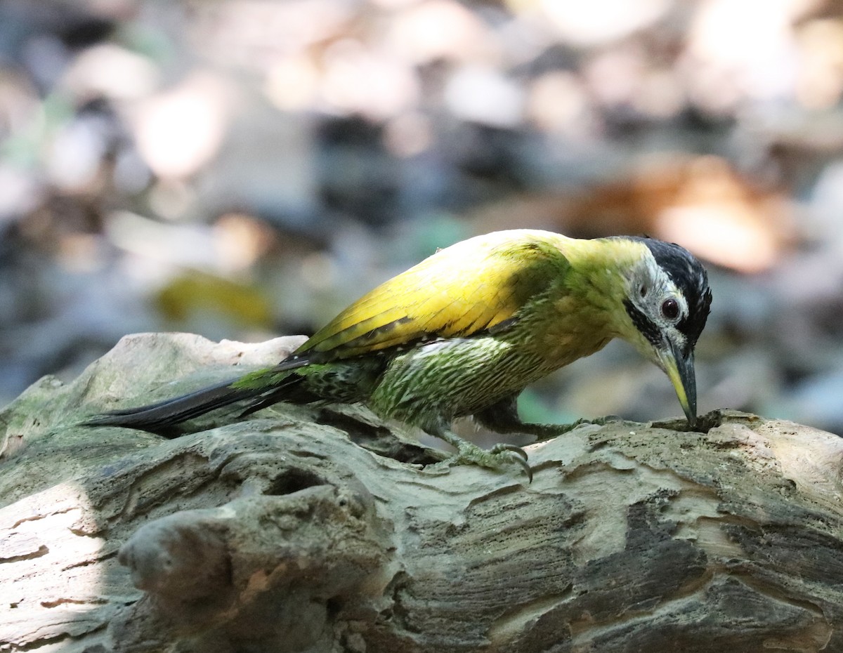 Laced Woodpecker - John Bruin