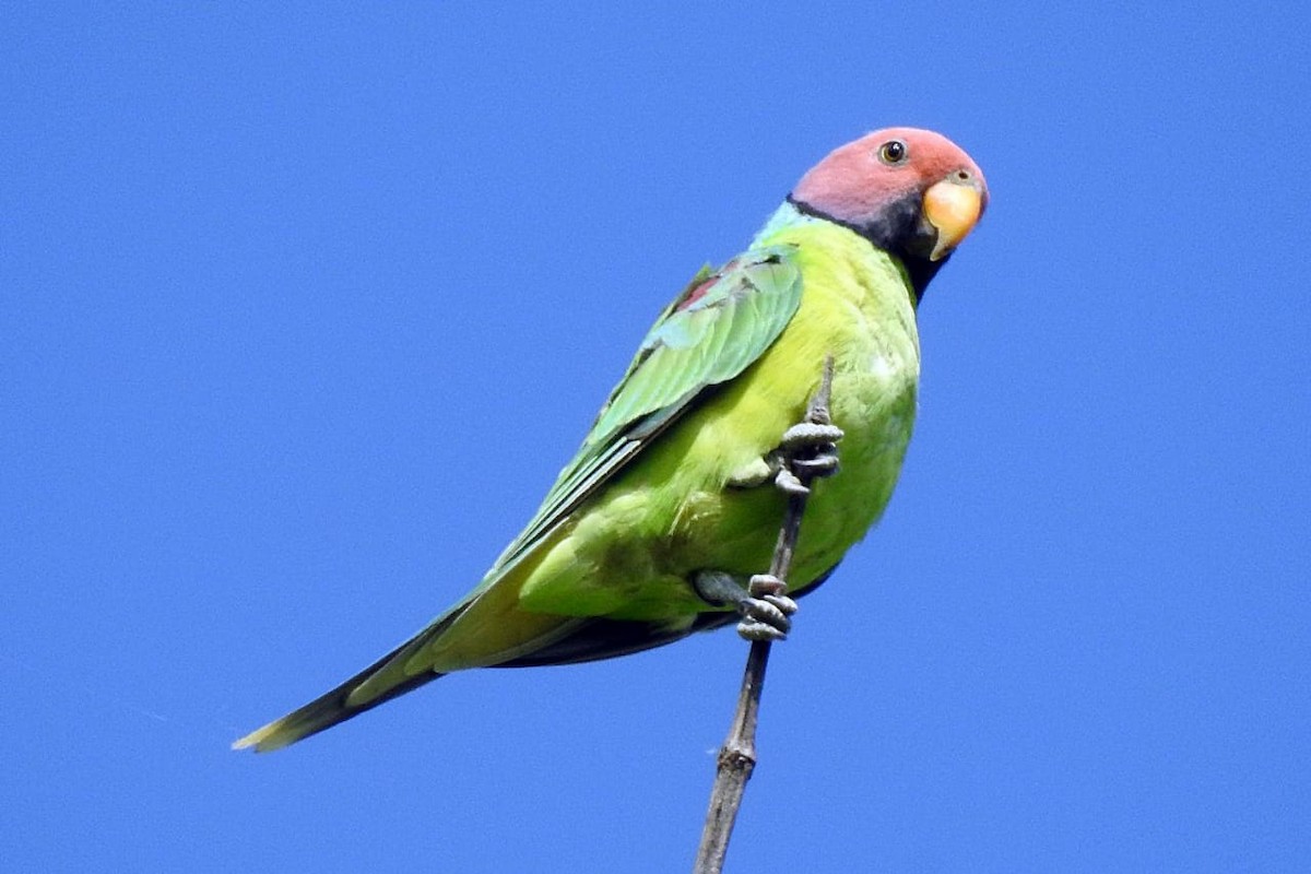 Plum-headed Parakeet - Coimbatore Nature Society