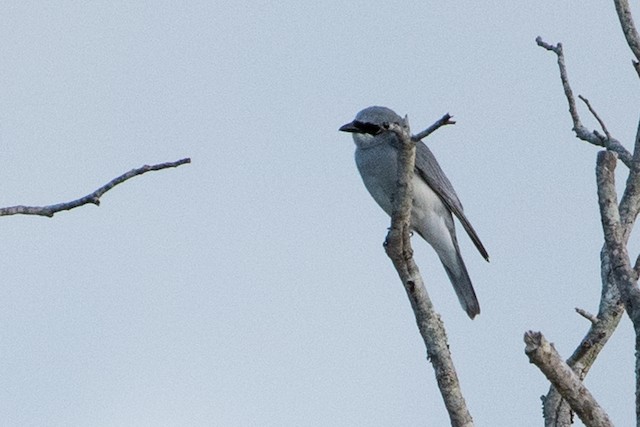 White-bellied Cuckooshrike