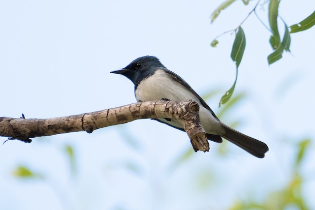 Leaden Flycatcher