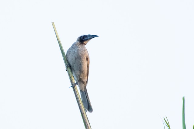 Helmeted Friarbird