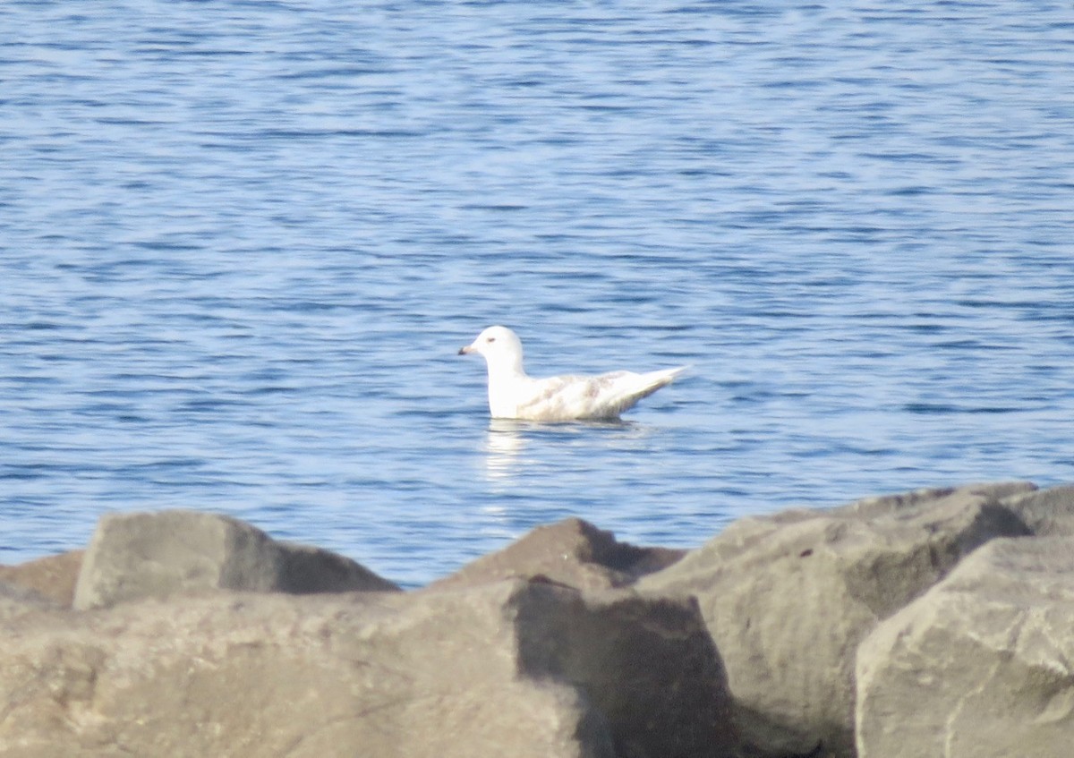 Iceland Gull (kumlieni/glaucoides) - Barry  Coombs