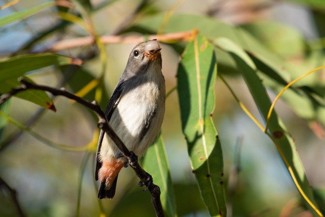 Mistletoebird