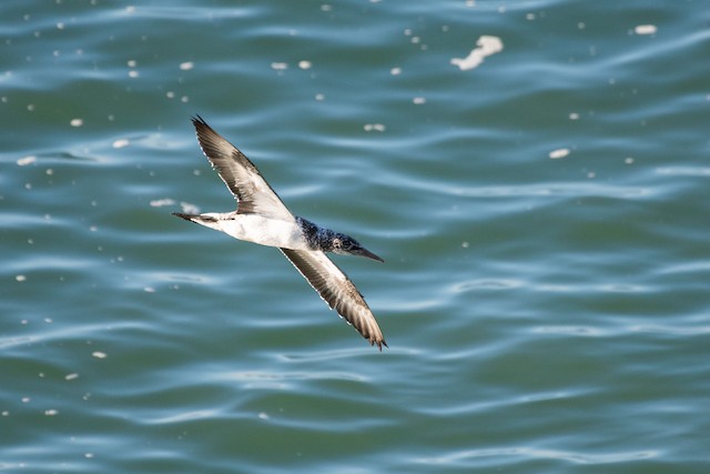 Australasian Gannet