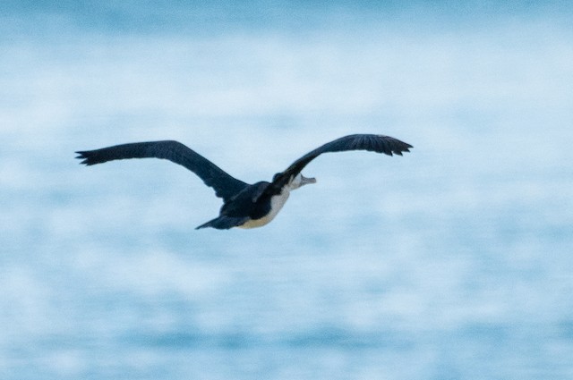 Pied Cormorant