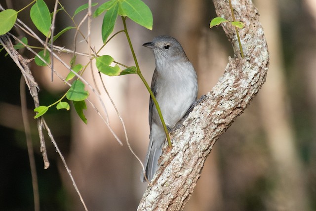 Gray Shrikethrush