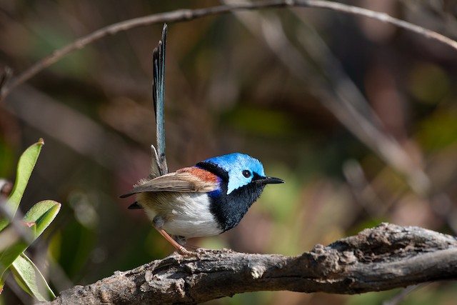 Variegated Fairywren