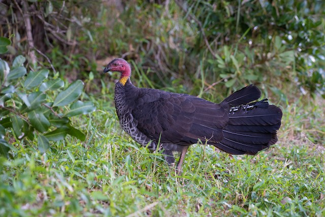 Australian Brushturkey