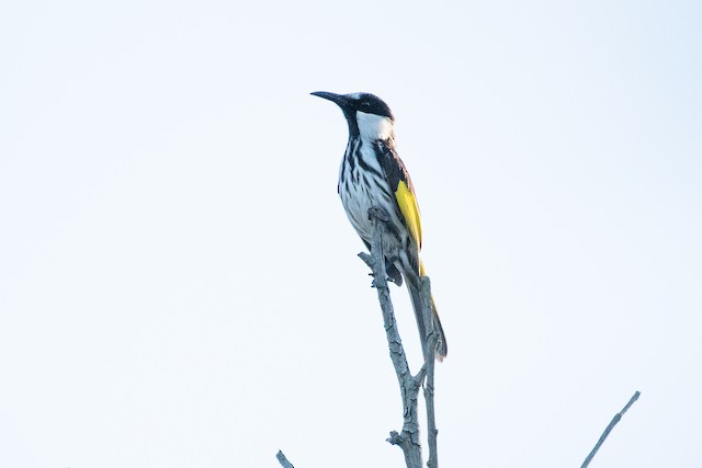 White-cheeked Honeyeater