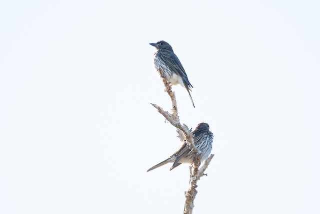 Australasian Figbird