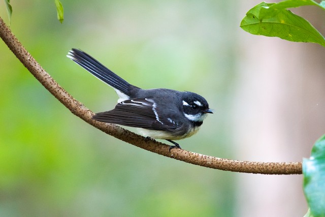 Gray Fantail